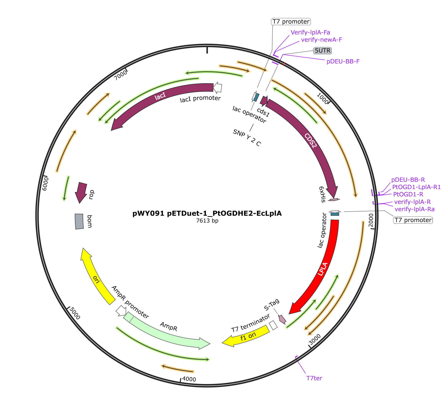 pWY091 pETDuet-1_PtOGDHE2-EcLplA载体图谱.png